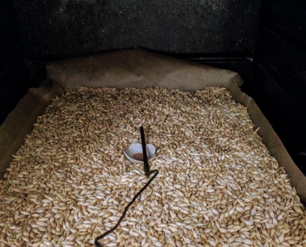 barley, after soaking, germination, and an initial drying step to halt germination-- a "green malt" ready to be roasted into various different styles of malt. spread on a tray to place in the oven, with a remote thermometer to monitor oven temperature.