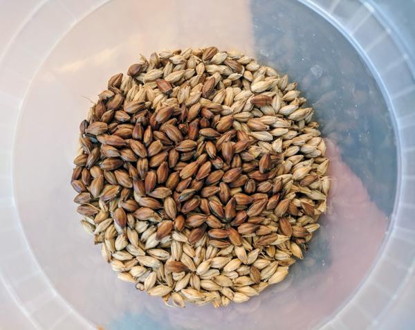 a small variety mix of malts (in the same ratio I'd use for brewing beer) to test steeping in hot water, to see if we have the necessary enzymes for a starch-sugar conversion during the mashing process